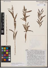 Salix blakii Goerz x Salix niedzwieckii Goerz